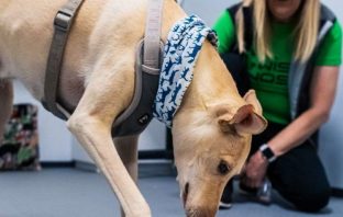 Rezultati eksperimenta s psima koji mogu nanjušiti Covid-19