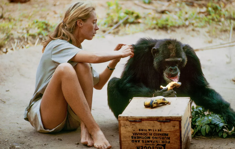 Photo by Hugo van Lawick/National Geographic Creative